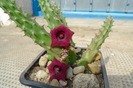 Huernia schneideriana