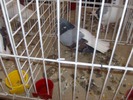 poza 049
