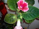 Gloxinii roz simplu