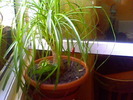 Picture 003