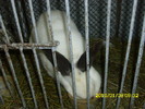 Picture 068