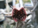 Stapelia keithii - 03.09