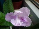 P1020429
