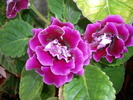 Gloxinia mov dublu
