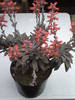 Echeveria metalica