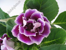 Gloxinia mov involt bordat 3