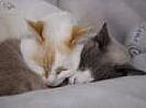 poze_m_doua_pisicute_dragute_si_adormite[1]
