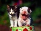 Pisica si Catei Poze Caini Dogs Wallpapers