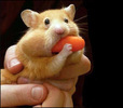 hamster cu buca mare