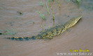 nile-crocodile--crocodylus-niloticus-2