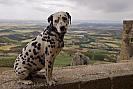 dalmatian2