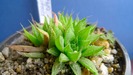 Haworthia magnifica