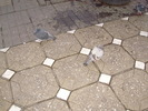 P9040091