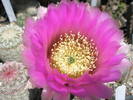 Echinocereus pectinatus - floare