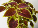 Coleus blumei