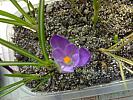 Crocus