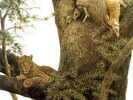animal_nature020