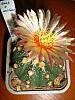 Astro.asterias hb.-floare