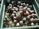 Astrophytum myriostigma
