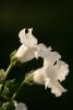 sinningia speciosa