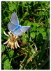 Fluture albastru
