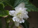 Picture 007