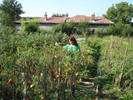 GRADINA DE LEGUME