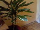 dracena