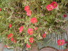 DSC00775