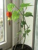 Abutilon (Myrela) 16 mart 2009