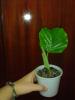 Calathea