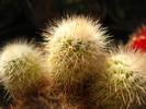 DSC09539