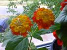 lantana galben cu portocaliu