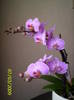 Orhidee Phale pitica 7 mart 2009