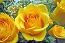 single-yellow-rose