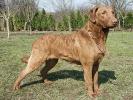CHESAPEAKE RETRIEVER