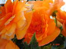 DSC02279