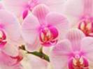 Flori Desktop Wallpapers Poze cu Flori Hybrid Orchids