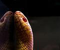 amazing-snake-pictures[1]
