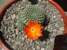 Rebutia krainziana