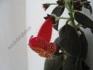 Kohleria Prince Albert 6