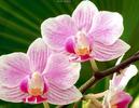 orhidee-roz