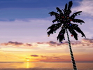 Christmas Wallpapers (661)