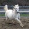 t_highland-pony