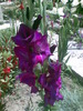 gladiola