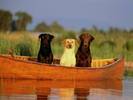 Caini in Barca Catei Poze Caini Dogs Wallpapers