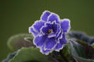 Caribean blue