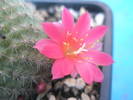 Rebutia minuscula - floare