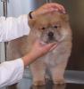 puiutz chow chow 12