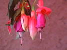 fuchsia Ani